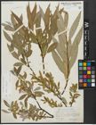 Foto von Salix alba L. x Salix fragilis L.